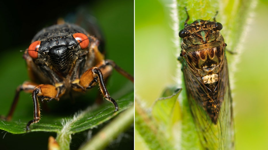 [Fox News] Rare ‘simultaneous explosion’ of cicadas expected for first