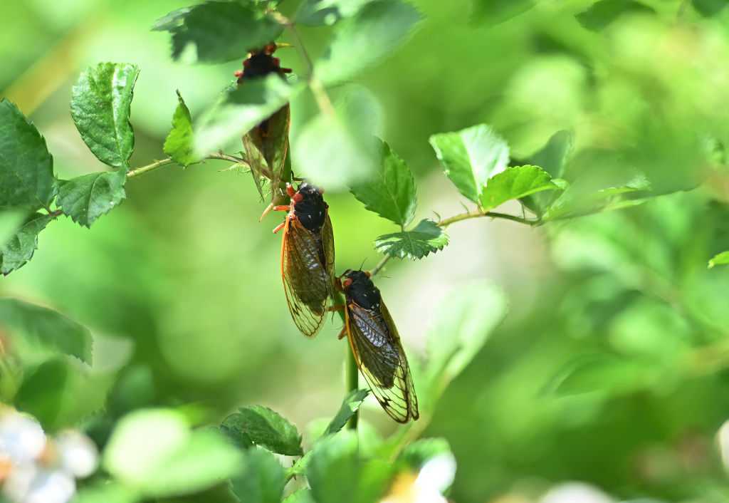 [WBALTV] Rare ‘double emergence’ of cicadas expected in 2024 Here’s