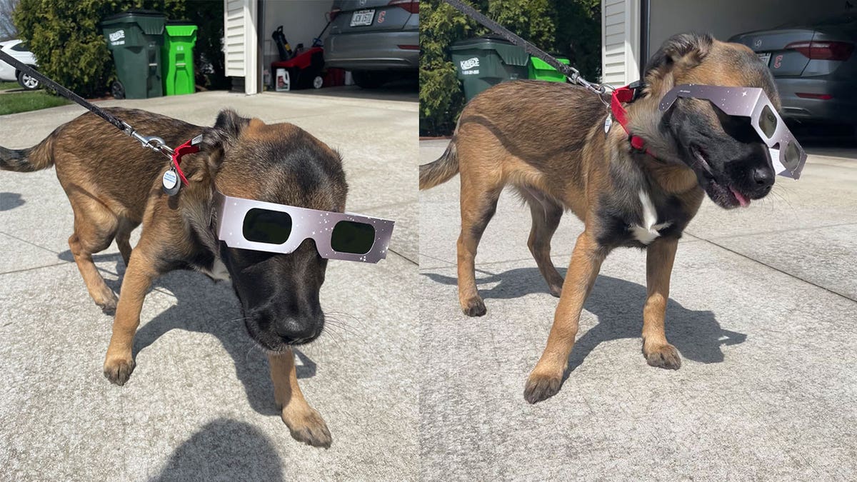 [Fox News] Solar eclipse 2024 Photos of good boys and girls in their