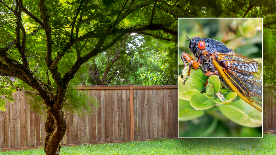 [Fox News] Cicada invasion 2024 Are these insects coming for your