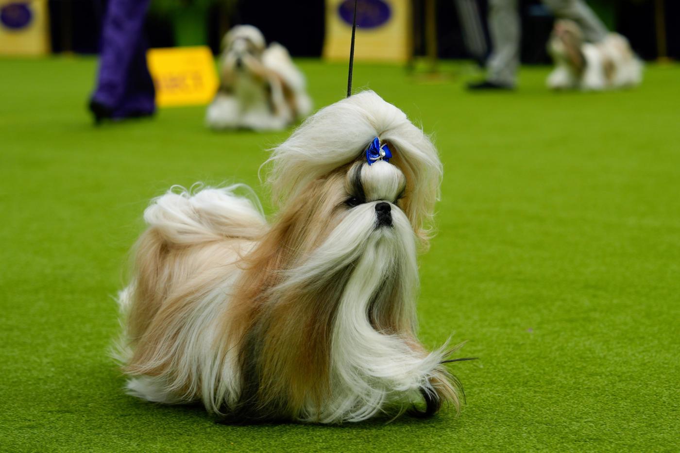 [Baltimore Sun] Westminster dog show is a study in canine contrasts as