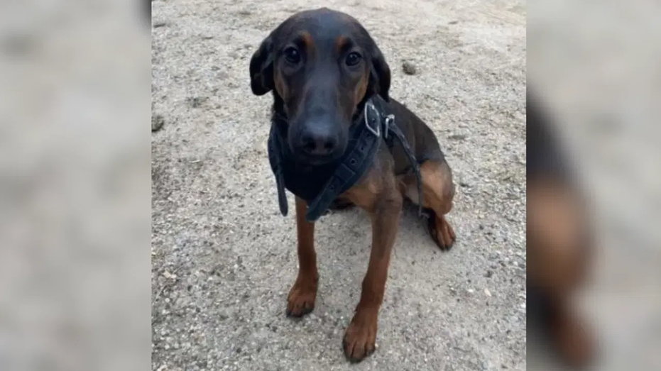 [Fox News] Police K9 dies in line of duty during fiery South Carolina